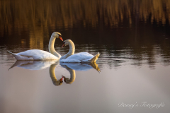 5M1A2414-DeNoiseAI-raw2